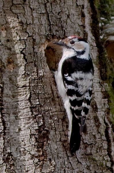 Dvergspett - Lesser spotted woodpecker (Dendrocopos minor).jpg